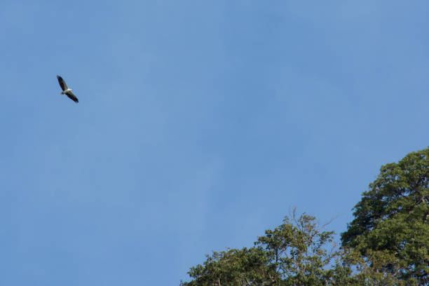 istock White-bellied Sea-Eagle soaring flying high above with wings fully spread 669247060