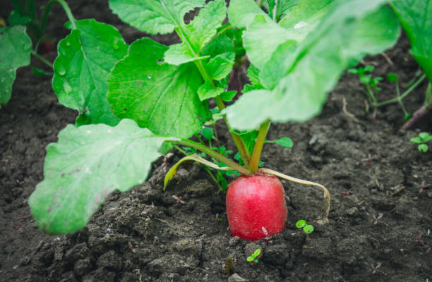 istock Ripe juicy radishes. Agriculture in spring 669247256