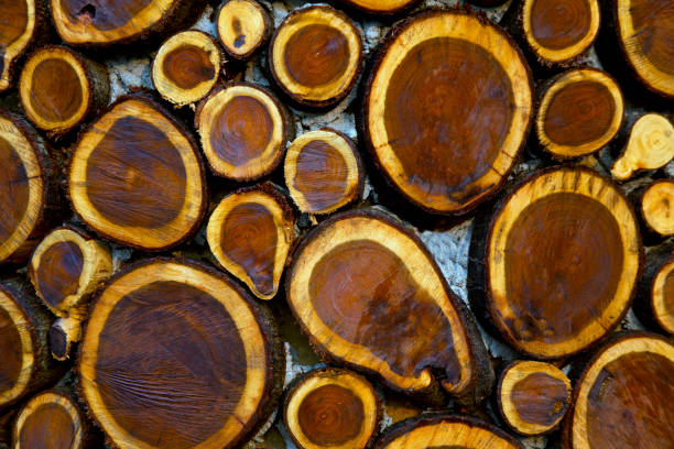 istock Wood texture , stem,circie wood 669247728