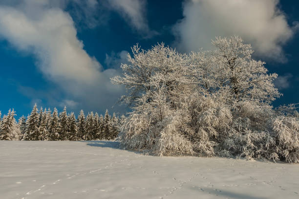 istock Trees in a snowy landscape 669253330