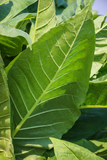 istock Tobacco plantation in Thailand 669253504
