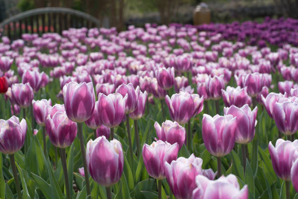 Purple, Pink, White, Red Tulips in Garden stock photo
