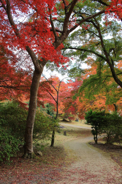Autumn Leaves Of Suizawa Momiji Valley Stock Photo - Download
