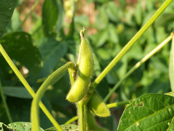 istock A bunch of soybeans in the pod 669264190