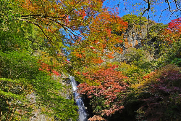 istock Minoh waterfall in autumn, Osaka, Japan 669266670