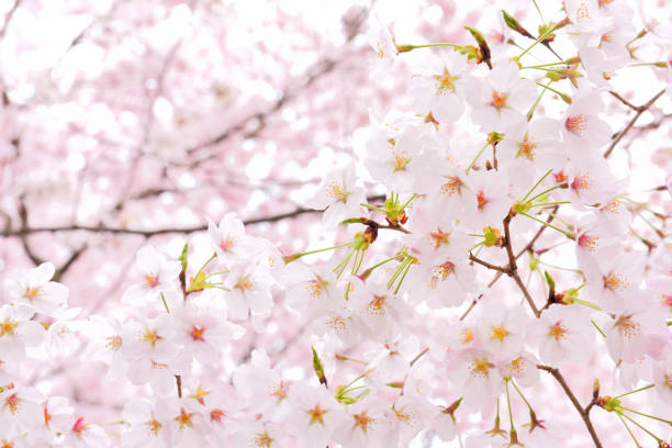 istock Cherry blossoms in Kyoto Japan 669266794