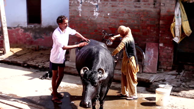 Animal care in rural India