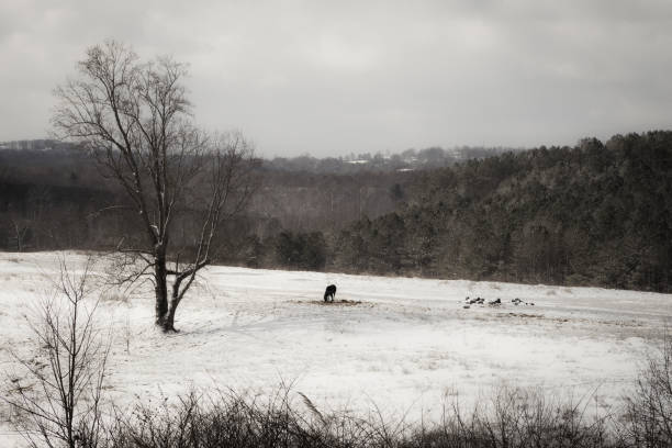istock Horse grazing in snow 669267356