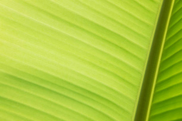 istock Texture of green banana leaf 669270186