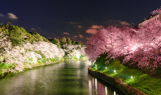 Kyoto, Japan - Apr 9, 2019. Cherry blossom (hanami) in Kyoto, Japan. Cherry blossom festivals are one of the most colorful events of the year in Japan.