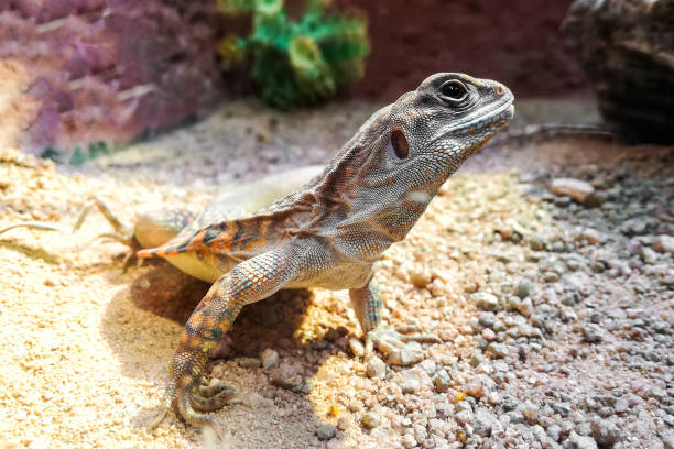 istock Butterfly lizards or Small-scaled lizards or Ground lizards 669273038