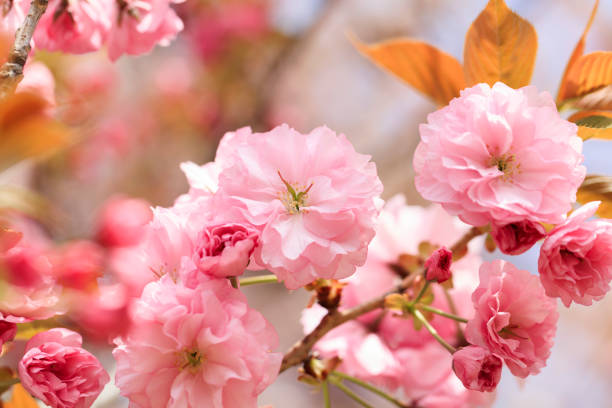 doppi fiori di ciliegio in piena fioritura - kanzan - - blossom cherry blossom sakura flower foto e immagini stock