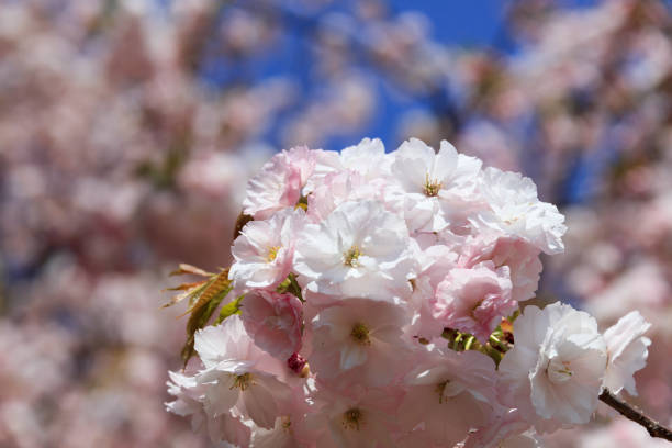 Double cherry blossoms in full bloom - Fugenzo -