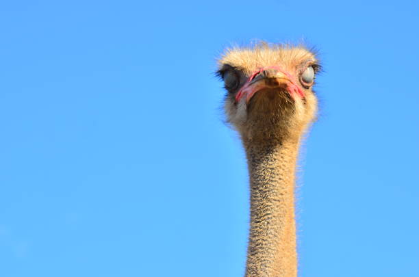 istock Ostrich farm, Ukraine 669274248