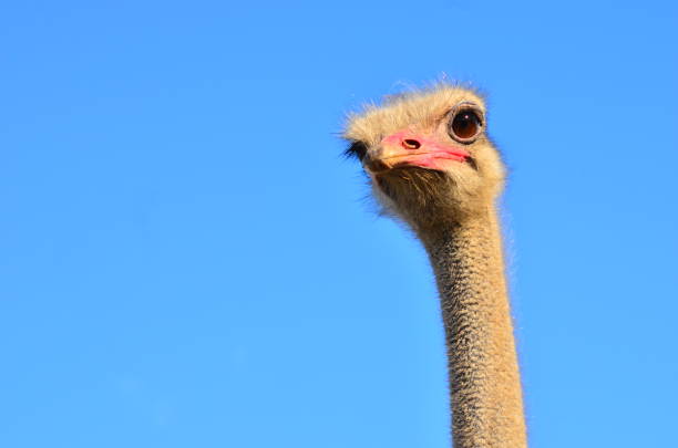 istock Ostrich farm, Ukraine 669274276