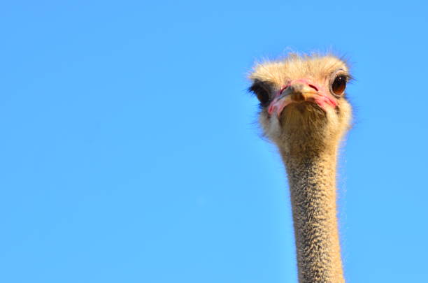 istock Ostrich farm, Ukraine 669274296