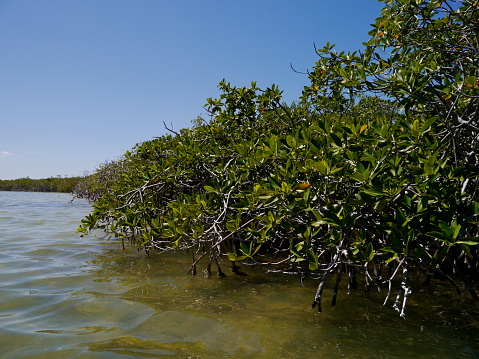 Yucatan, Mexico, 2013. Mangrove in Biosphere Reserve Sian Ka'an.