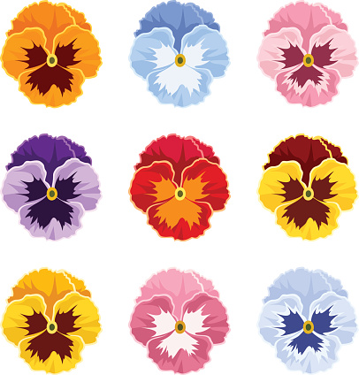 Set of colorful pansy flowers isolate on a white background.