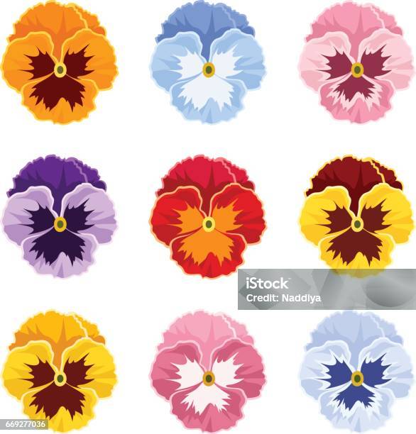 Colorful Pansy Flowers Vector Illustration Stock Illustration - Download Image Now - Pansy, Flower, Violet - Flower