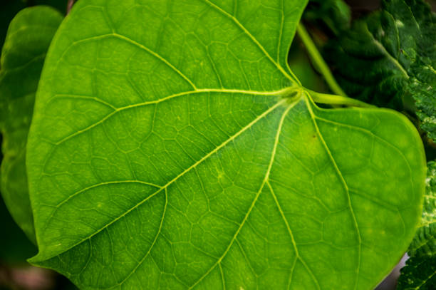 green leaf texture and nature background.