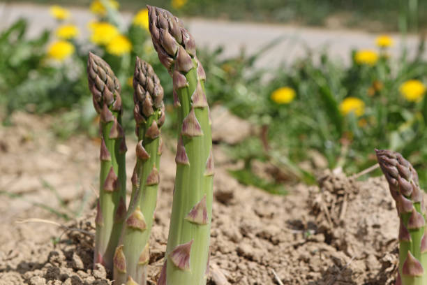 Asparagus grows in a field in northwestern Switzerland during the springtime.