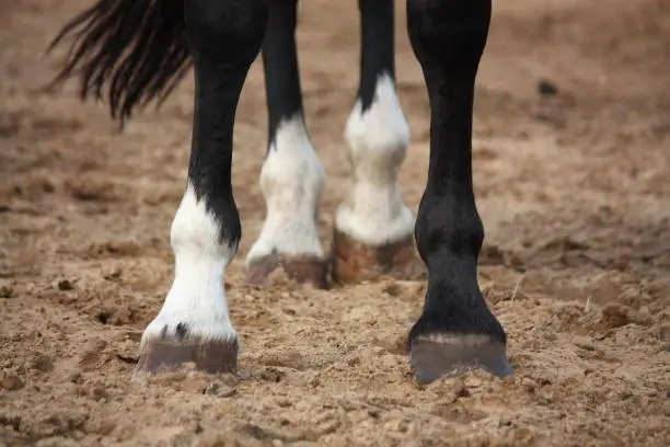 Black horse standing on the ground hoofs close up