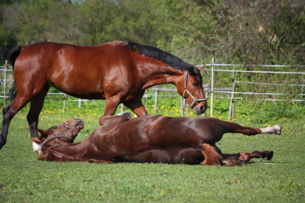 istock Chestnut horse rolling on the grass in summer 669277706