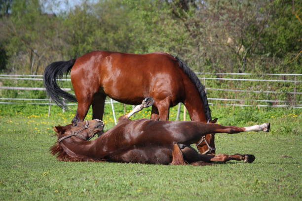 istock Chestnut horse rolling on the grass in summer 669277746