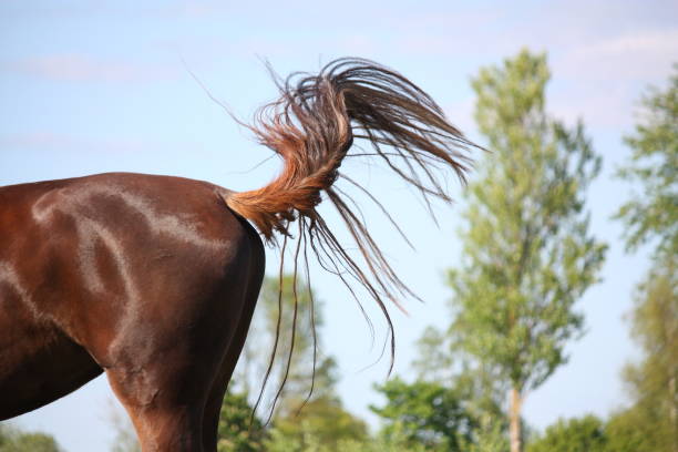 Brown horse swinging its tail to protect from insects