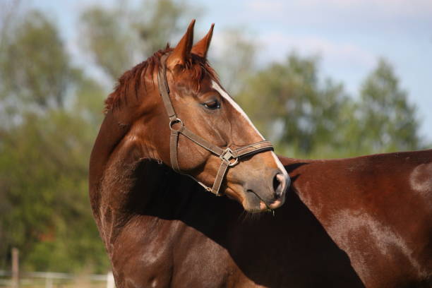 istock Brown horse portrait in summer 669277926