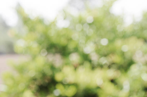 istock Vintage Bokeh lights with nature backgrounds 669278006