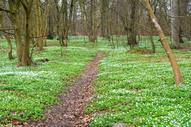 istock wood anemone blossoms in spring forest in sunlight 669281340