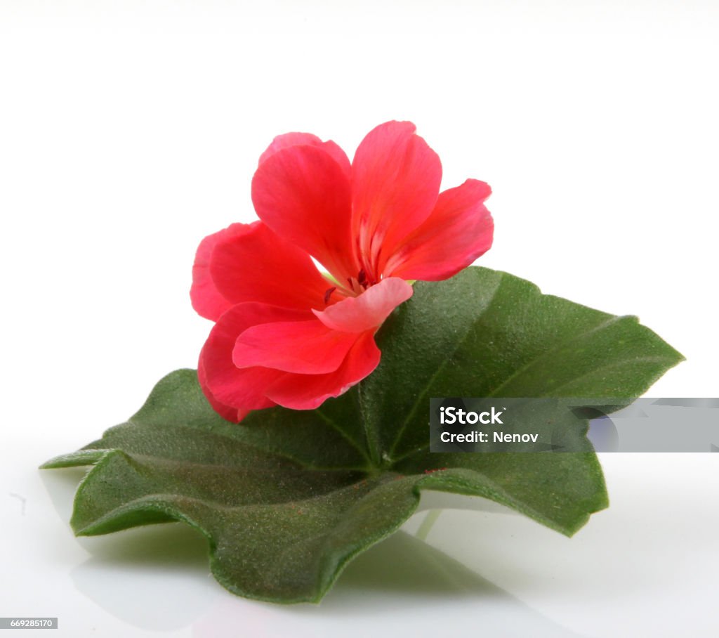 Fleurs de géranium isolées On White Background - Photo de Affaires Finance et Industrie libre de droits