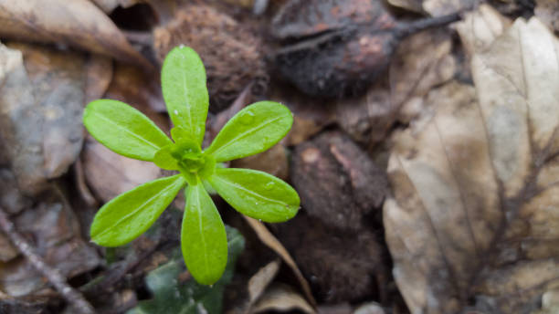 istock sweet woodruff -  Galium odoratum - spout in spring 669288066