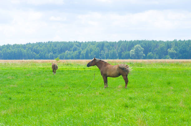 Horse in the field, BELARUS