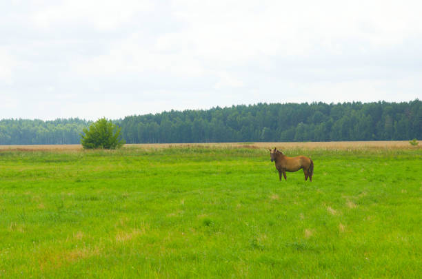 Horse in the field, BELARUS