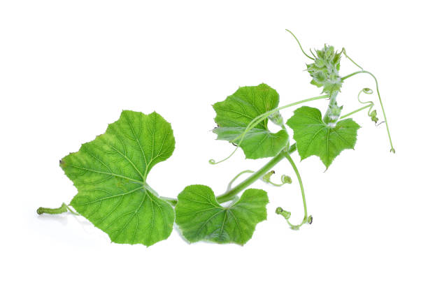 istock branch of pumpkin leaf isolated on white background 669288428