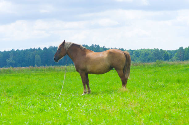 istock Horse in the field 669291014