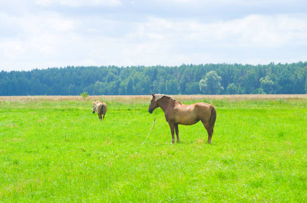 Horse in the field, BELARUS