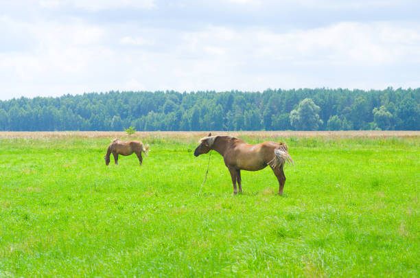 istock Horse in the field 669291070