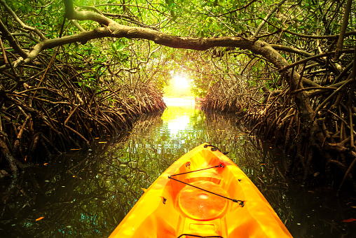Kayak en el bosque de manglares photo