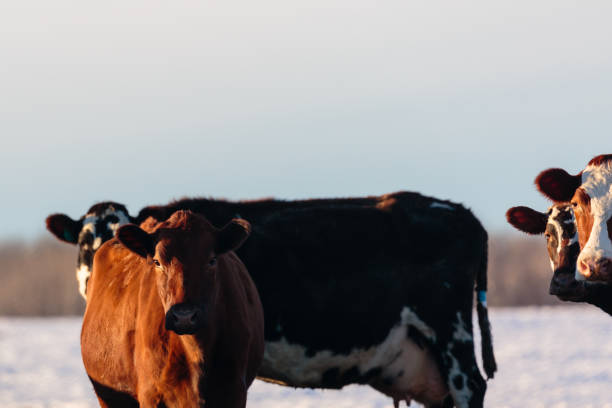 istock Dairy cows looking on in a Wisconsin pasture 669294610