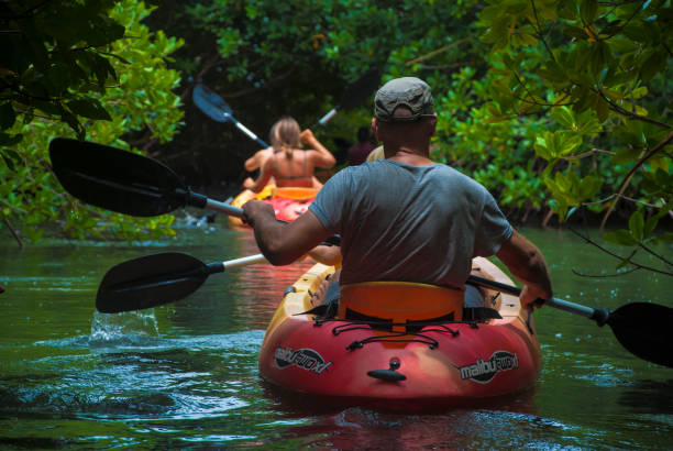 Kayaking in mangrove forest stock photo