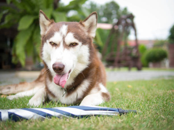 istock The hunger siberian husky. 669295316