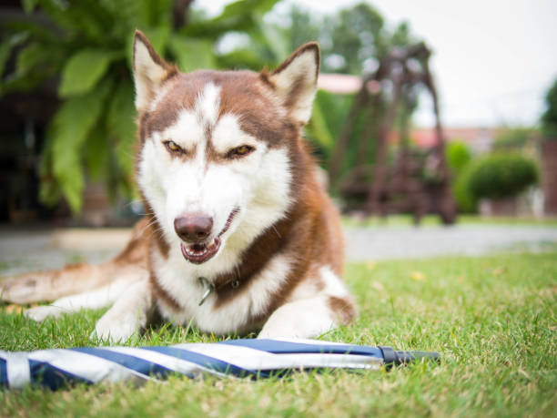 The anger siberian husky.