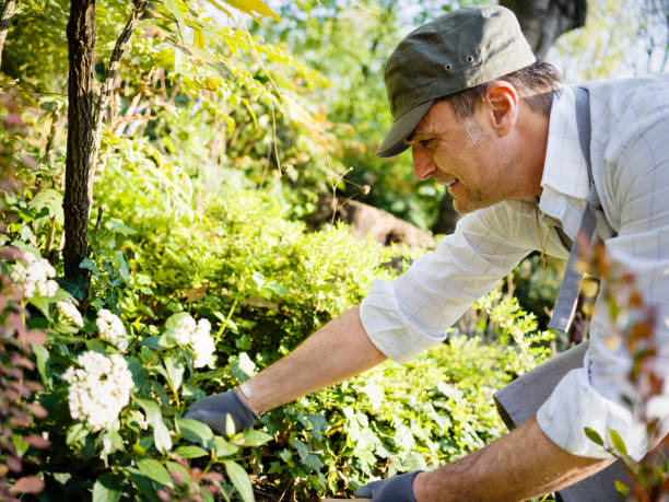 istock Gardener mature man in public park 669295650