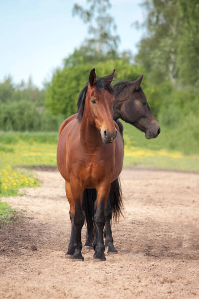 istock Two headed brown and black horse 669295800