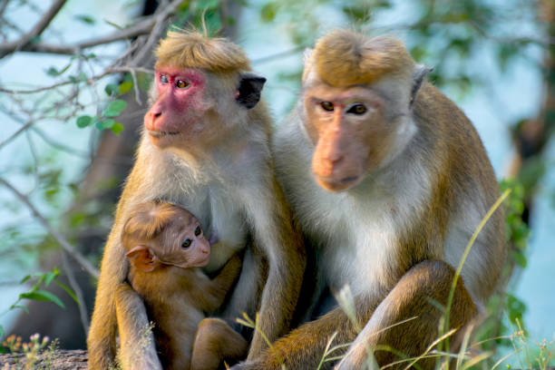 istock Sri Lankan Monkeys At Yala National Park 669297382