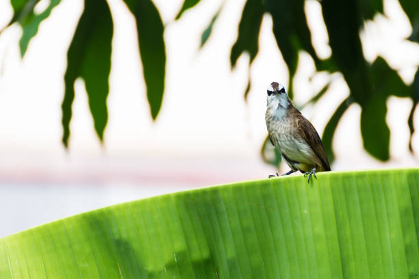 istock Yellow-vented Bulbul sitting on banana leaf brunch 669297886