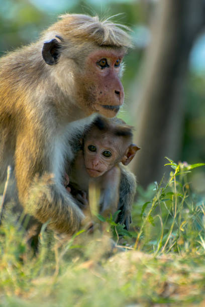 istock Sri Lankan Monkeys At Yala National Park 669297962